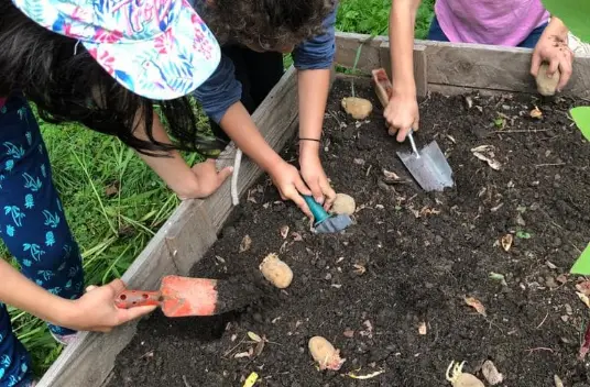 Kinderhände graben mit kleinen Schaufeln in einem Hochbeet.